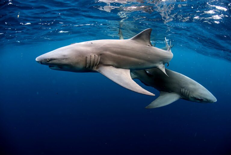 SCUBA DIVE CHARTERS SHARK SCUBA DIVING FLORIDA SHARK SNORKELING