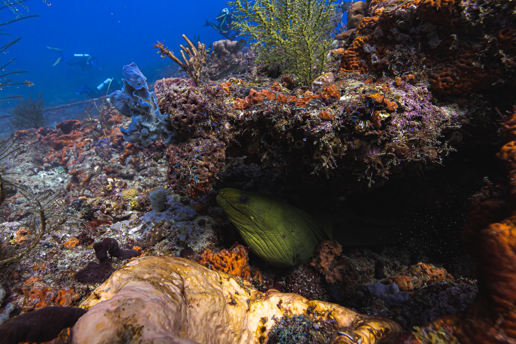 SCUBA DIVE CHARTERS SHARK SCUBA DIVING FLORIDA SHARK SNORKELING